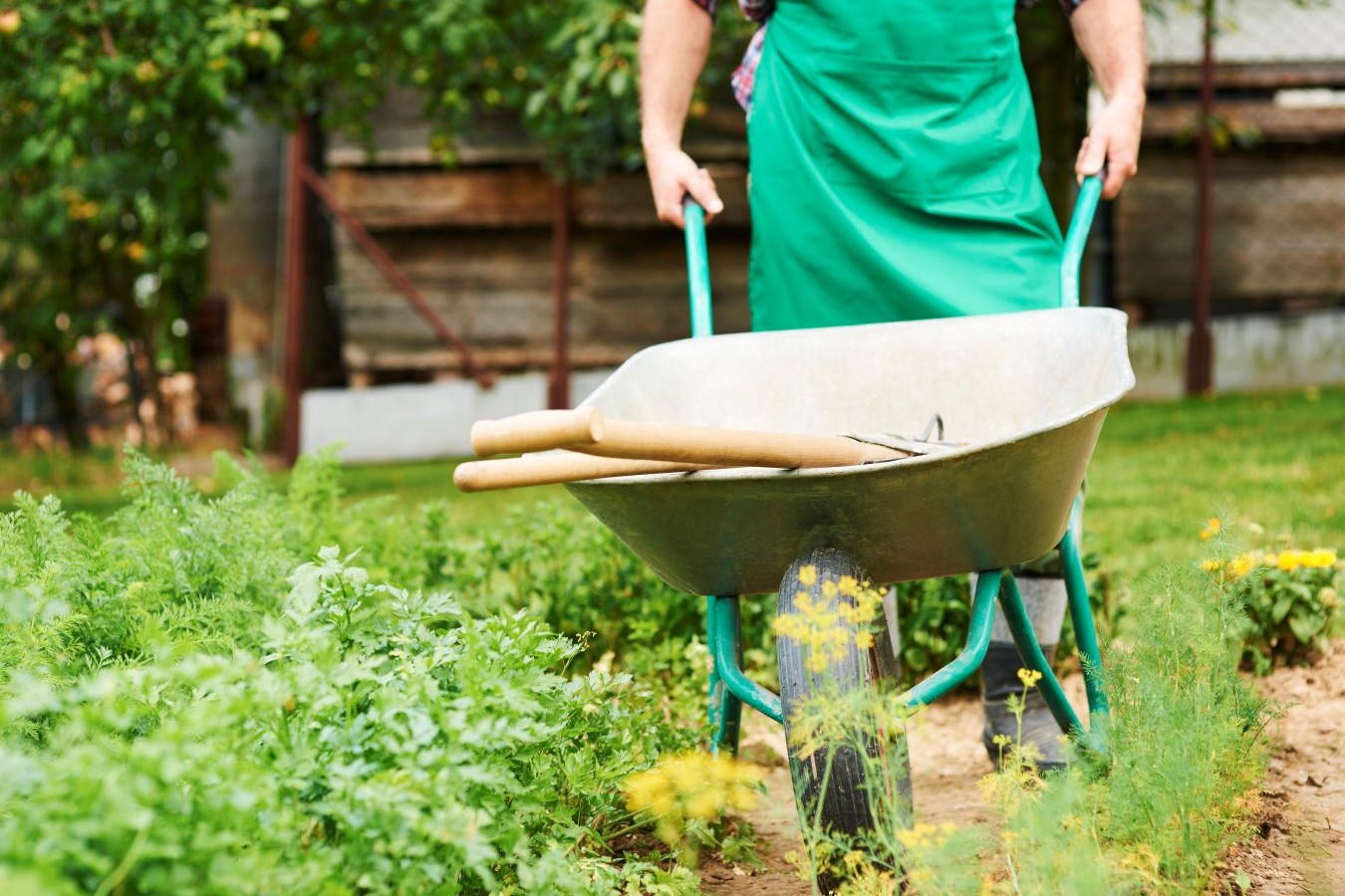 mature-man-pushing-metal-wheelbarrow-crops_mini2 majster trávnik, celoročné záhradné práce, fúrik v záhrade